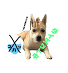 愛犬元気（個別スタンプ：12）
