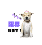 愛犬元気（個別スタンプ：13）