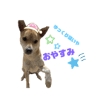 愛犬元気（個別スタンプ：14）