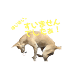 愛犬元気（個別スタンプ：15）