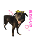 愛犬元気（個別スタンプ：16）