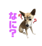 愛犬元気（個別スタンプ：17）