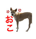 愛犬元気（個別スタンプ：18）