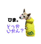 愛犬元気（個別スタンプ：19）