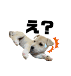 愛犬元気（個別スタンプ：20）