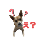 愛犬元気（個別スタンプ：21）