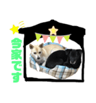 愛犬元気（個別スタンプ：22）