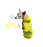 愛犬元気（個別スタンプ：24）