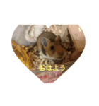 マイハムスター（個別スタンプ：1）