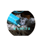 マイハムスター（個別スタンプ：3）
