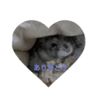 マイハムスター（個別スタンプ：12）