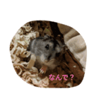 マイハムスター（個別スタンプ：14）