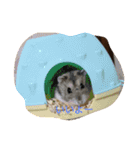 マイハムスター（個別スタンプ：15）