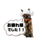 凛モモ幸太（個別スタンプ：5）