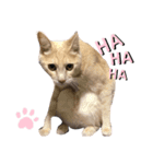 まさむねちゃちゃこじゅ（個別スタンプ：2）