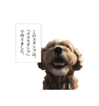 あおしまくんのスタンプ by CoCo STAMP（個別スタンプ：1）