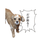 あおしまくんのスタンプ by CoCo STAMP（個別スタンプ：5）
