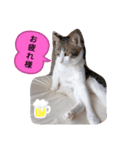 キジトラネコ2（個別スタンプ：3）