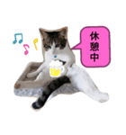 キジトラネコ2（個別スタンプ：5）