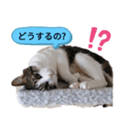 キジトラネコ2（個別スタンプ：6）