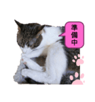 キジトラネコ2（個別スタンプ：7）