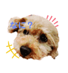ラブリートイプードル兄妹（個別スタンプ：1）