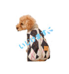 ラブリートイプードル兄妹（個別スタンプ：4）