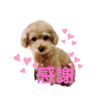 ラブリートイプードル兄妹（個別スタンプ：10）