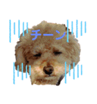 ラブリートイプードル兄妹（個別スタンプ：19）