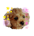 ラブリートイプードル兄妹（個別スタンプ：22）