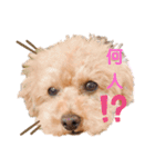 ラブリートイプードル兄妹（個別スタンプ：31）