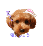 ラブリートイプードル兄妹（個別スタンプ：33）