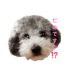 ラブリートイプードル兄妹（個別スタンプ：36）