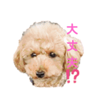 ラブリートイプードル兄妹（個別スタンプ：39）