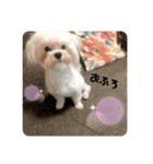 むぎたんパピー版（個別スタンプ：9）