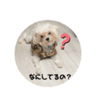 むぎたんパピー版（個別スタンプ：10）