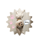 むぎたんパピー版（個別スタンプ：15）