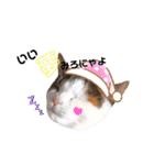 ♪猫のユメと申すにゃん♪（個別スタンプ：1）