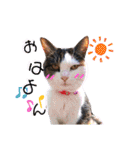 ♪猫のユメと申すにゃん♪（個別スタンプ：3）
