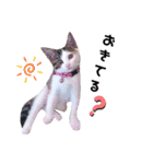 ♪猫のユメと申すにゃん♪（個別スタンプ：4）