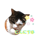 ♪猫のユメと申すにゃん♪（個別スタンプ：5）