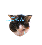 ♪猫のユメと申すにゃん♪（個別スタンプ：8）