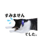♪猫のユメと申すにゃん♪（個別スタンプ：9）