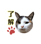 ♪猫のユメと申すにゃん♪（個別スタンプ：11）