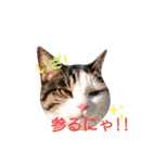 ♪猫のユメと申すにゃん♪（個別スタンプ：13）