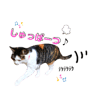 ♪猫のユメと申すにゃん♪（個別スタンプ：14）