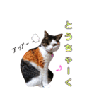 ♪猫のユメと申すにゃん♪（個別スタンプ：15）