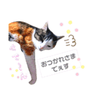 ♪猫のユメと申すにゃん♪（個別スタンプ：16）