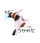♪猫のユメと申すにゃん♪（個別スタンプ：17）