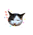 ♪猫のユメと申すにゃん♪（個別スタンプ：19）